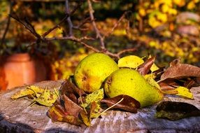 harvested pears in autumn