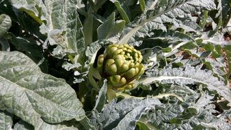 Artichoke in the orchard