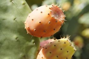 fresh prickly Cactus