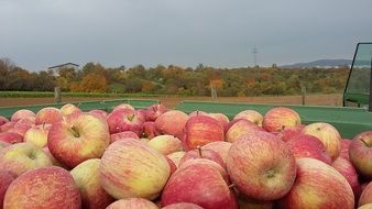 harvested apples close-up