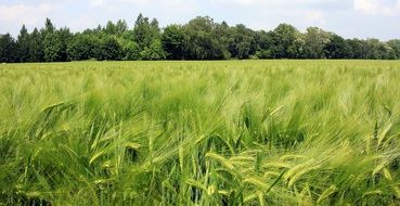 green barley field on a summer day