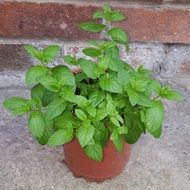 mint in a brown flower pot