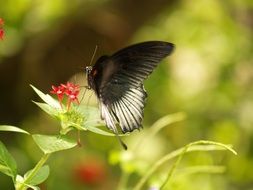 black and white swallowtail Butterfly on flower, usa, Florida