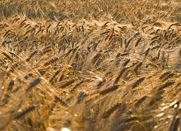 golden yellow cereals on the field in the light