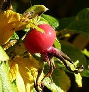 Natural Rose Hip