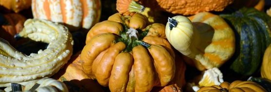 harvested decorative pumpkins
