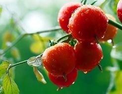tomatoes on a branch in water drops
