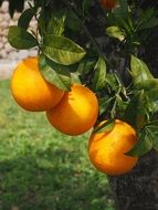 ripe oranges on the tree branch