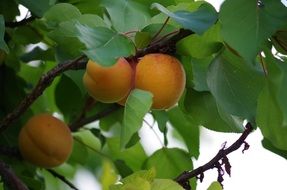 Picture of Apricots on the tree