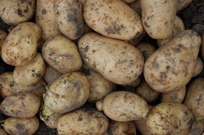 Potatoes Vegetable