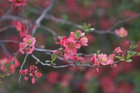 pink japanese quince flowers