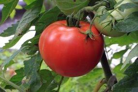 Ripe tomato in the garden