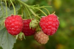ripe sweet raspberries on a bush close-up