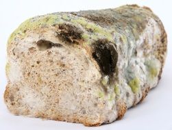 moldy bread