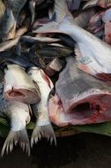 Raw uncooked fish in the market