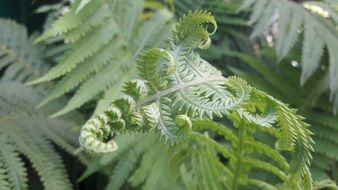 fern is a green summer plant