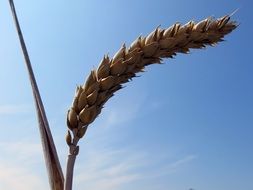 ear of cereal plants