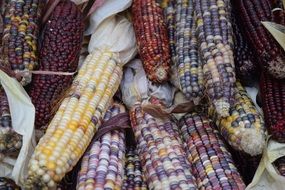 multicolored corn cobs