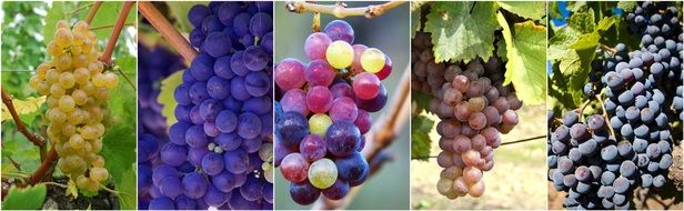 different grape varieties collage