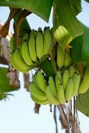 green bananas on a banana tree close-up