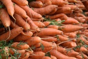 fresh carrots for sale close-up