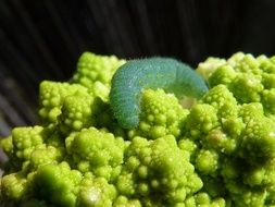 caterpillar on romanesco broccoli