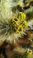 fruits on a cactus in the desert