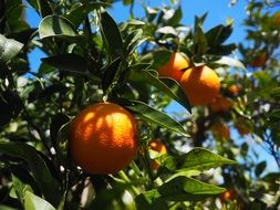 organic oranges on the tree branch