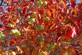 the red leaves of the Apple tree with the apples