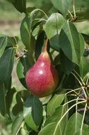 Red Pear on branch