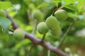 Plum tree with fruit close