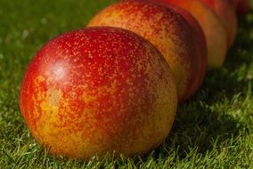 Fruit fresh Apricot on green grass