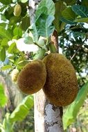 closeup photo of ripe Breadfruits on Tree