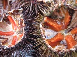 edible sea urchins