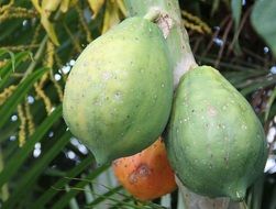 Unripe and ripe papayas on the tree