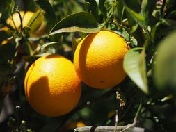 closeup picture of two mature oranges on the tree branch