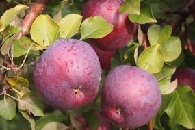 red apples on the tree in the orchard