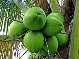 Green unripe coconuts on the tree