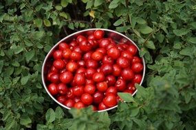 red berries among green vegetation