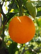 sweet orange on the tree branch close-up on blurred background