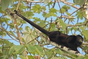 howler monkey on a tree close-up