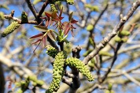 green buds of spring tree