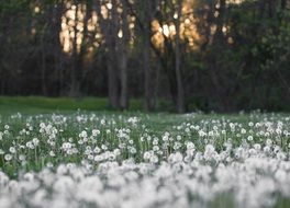 white dandelions on the field in front of the forest at dusk