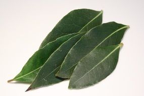 Green leaves of laurel on a white background