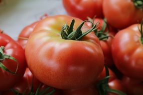 ripe tomatoes vegetables close