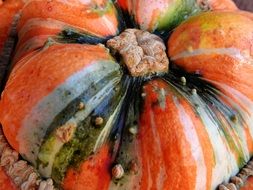 orange green pumpkin