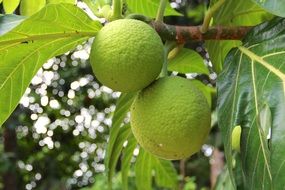 Tropical fruits