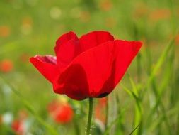 red poppy in sunny summer day