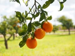 three mature oranges on the tree branch