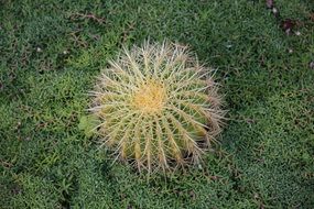 thorny cactus